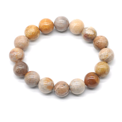 CGB50 Fossil Coral Beads Stretch Bracelet Smooth Round 10mm 12mm