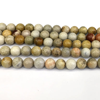 CFC05 Fossil Coral Beads Smooth Round 12mm 15" Strand